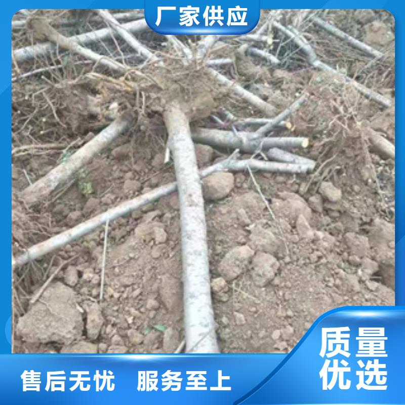 桃樹碧桃歡迎新老客戶垂詢