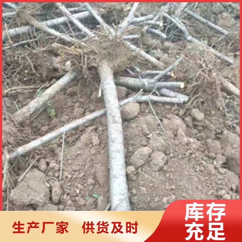 桃樹鈣果苗源廠定制