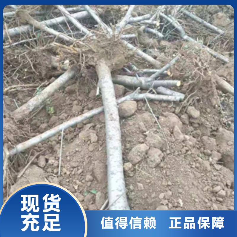 桃樹鈣果苗源廠定制