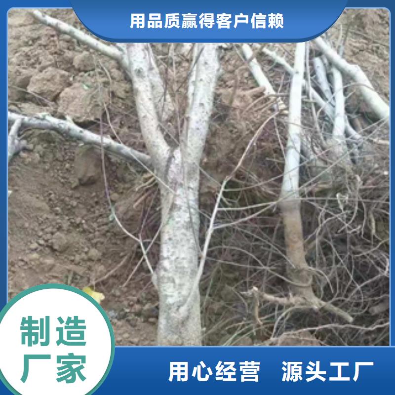 桃樹鈣果苗源廠定制