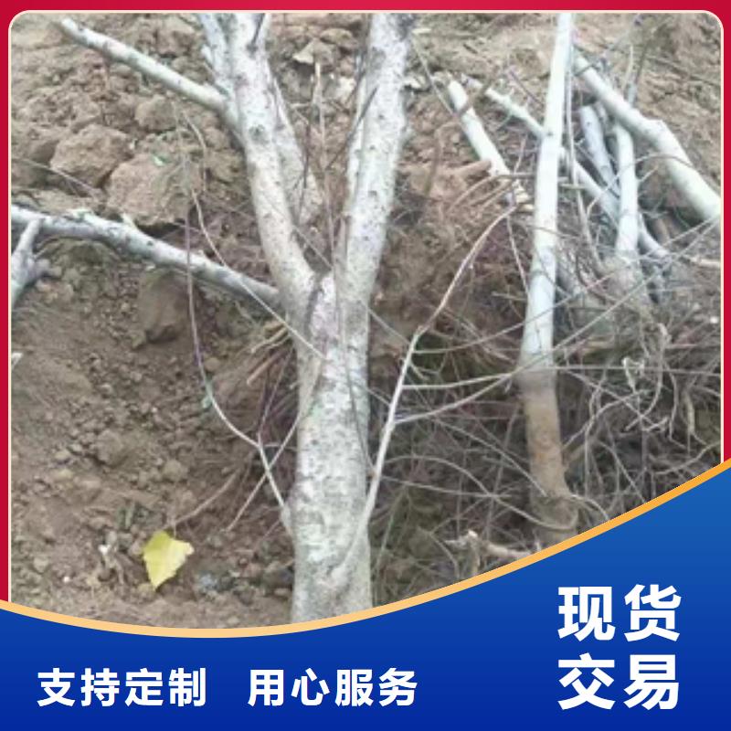 桃樹鈣果苗源廠定制