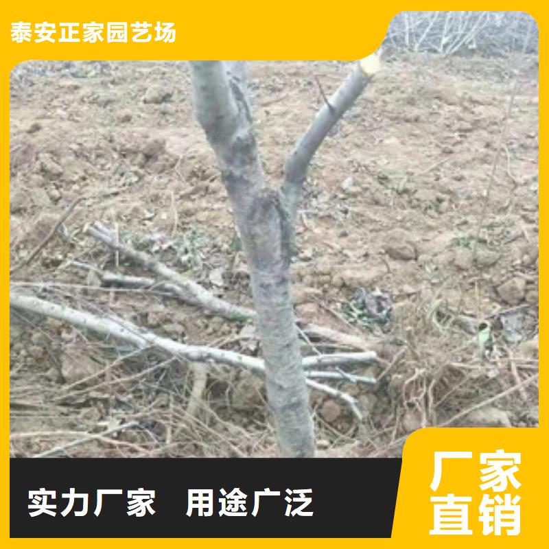 桃樹占地果樹嚴(yán)選用料