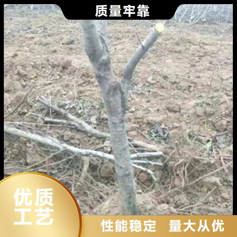 桃樹(shù)泰山景松造型景松價(jià)格實(shí)在
