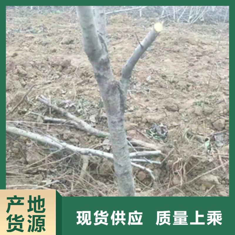 桃樹鈣果苗源廠定制