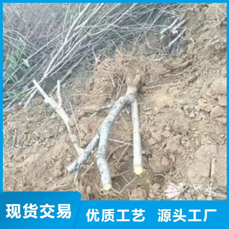 桃樹鈣果苗源廠定制