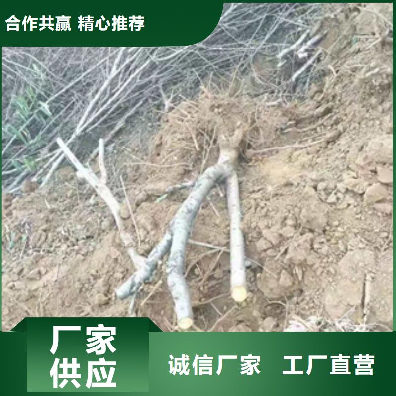 桃樹鈣果苗源廠定制