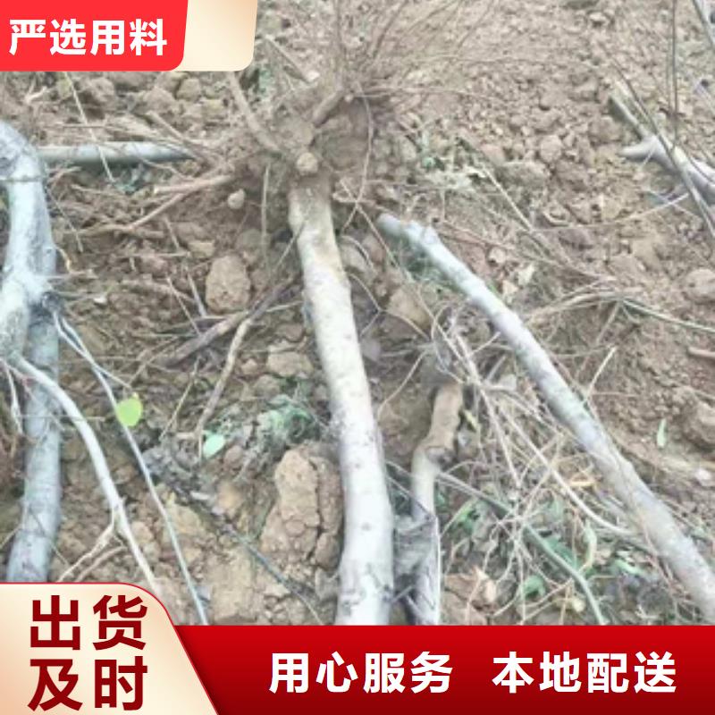 桃樹鈣果苗源廠定制