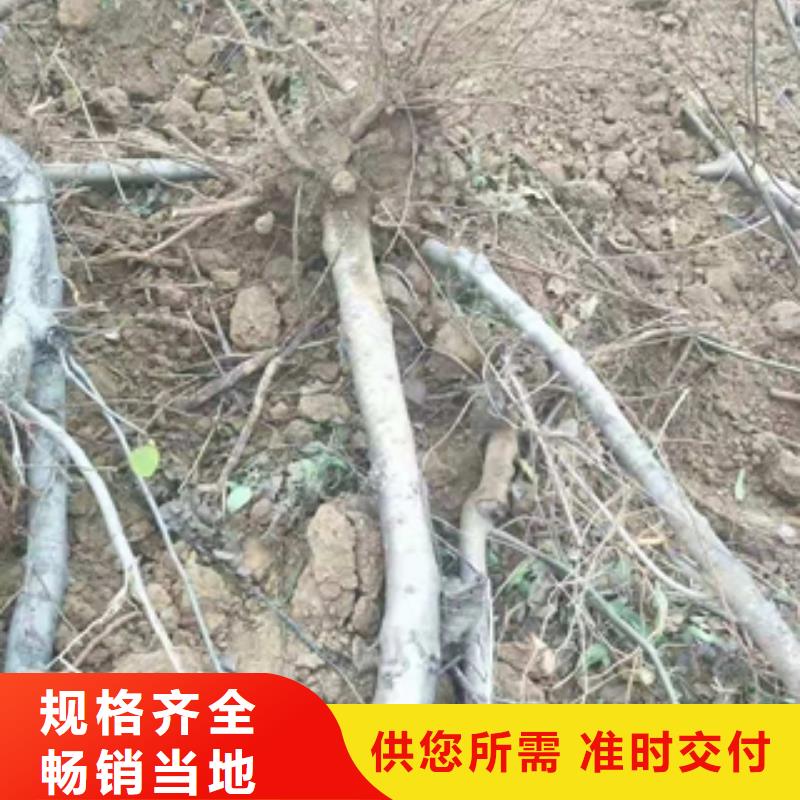 桃樹碧桃歡迎新老客戶垂詢