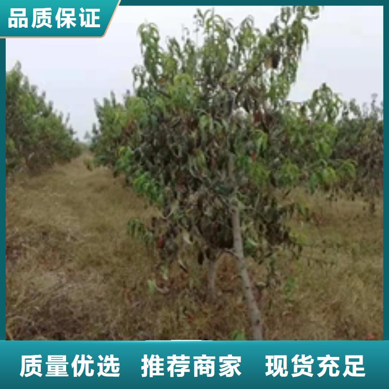 桃樹鈣果苗源廠定制