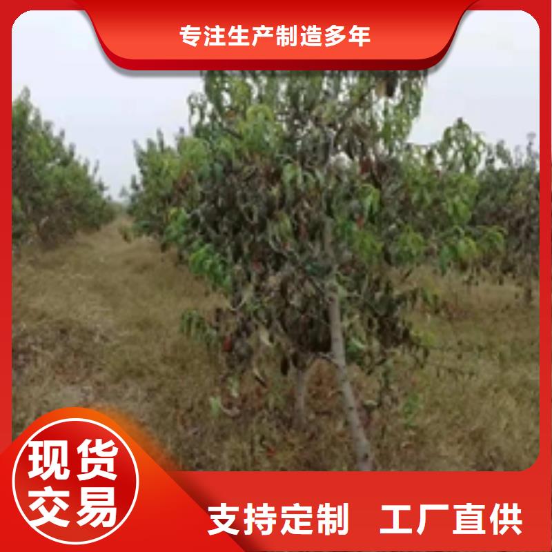 桃樹碧桃歡迎新老客戶垂詢