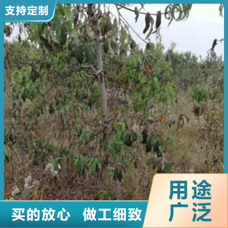 桃樹碧桃歡迎新老客戶垂詢