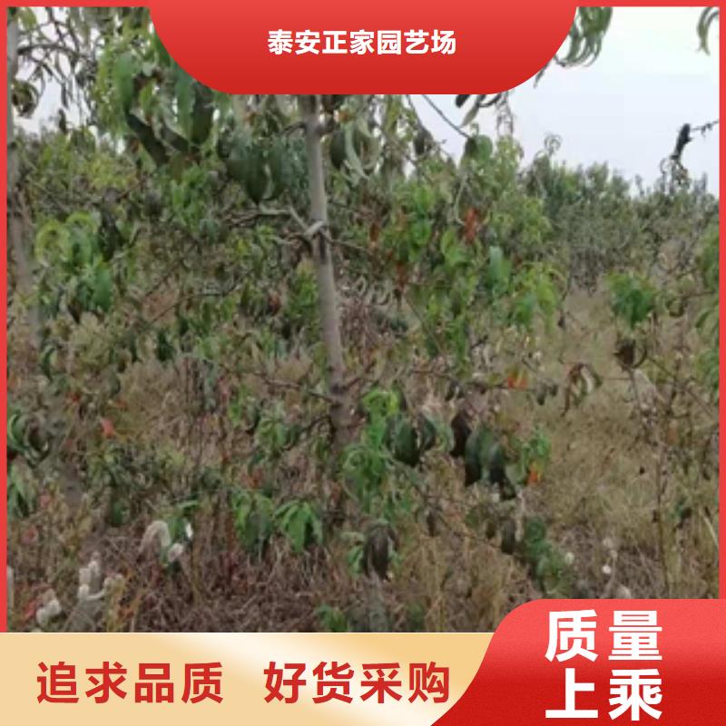 桃樹鈣果苗源廠定制