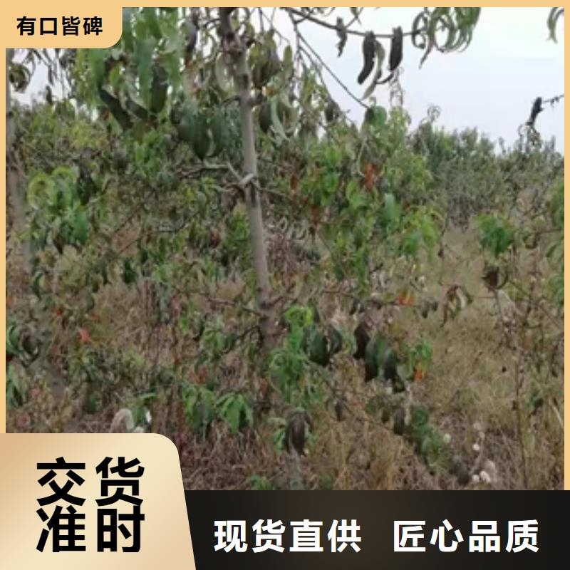 桃樹碧桃歡迎新老客戶垂詢