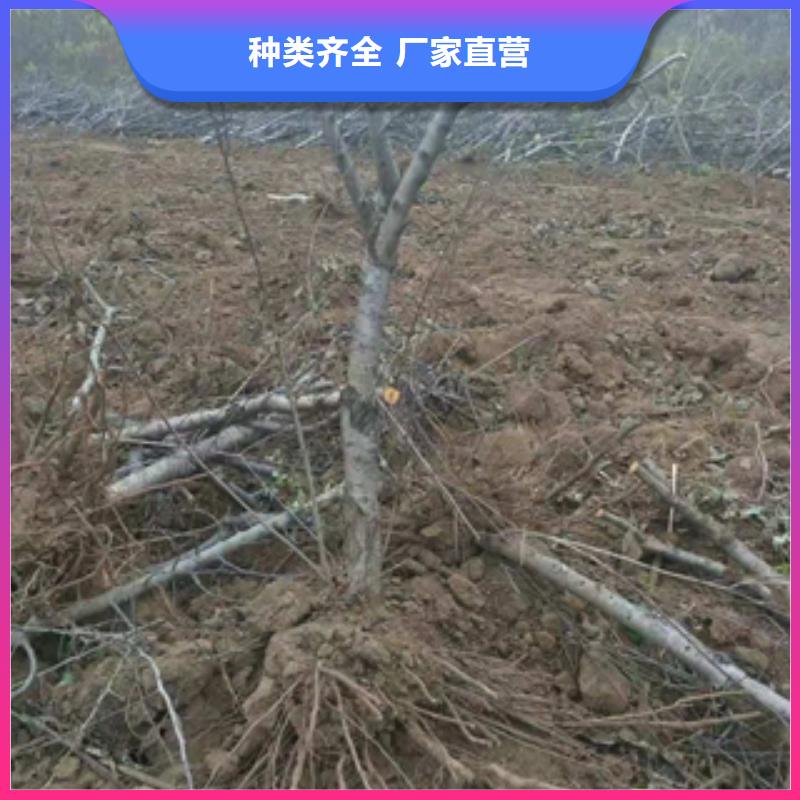 桃樹(shù)泰山景松造型景松價(jià)格實(shí)在