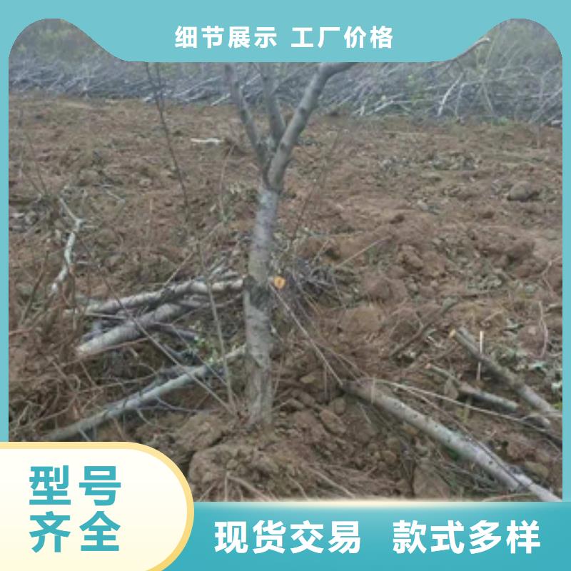 桃樹鈣果苗源廠定制