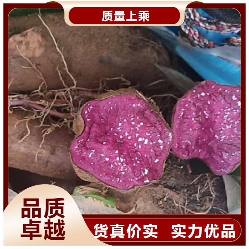 速冻熟紫薯块实力老厂