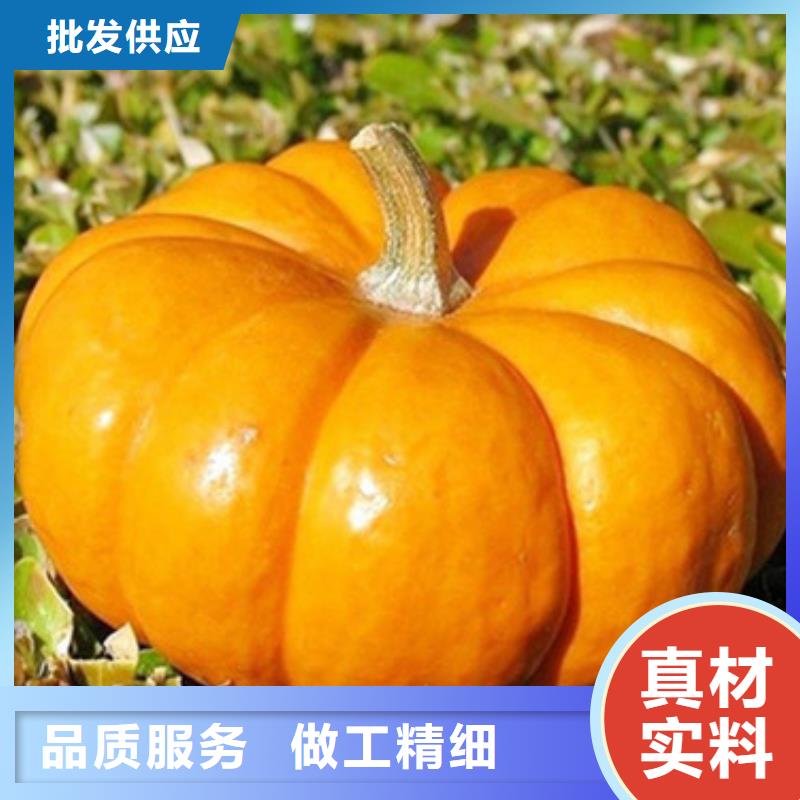 南瓜丁生产