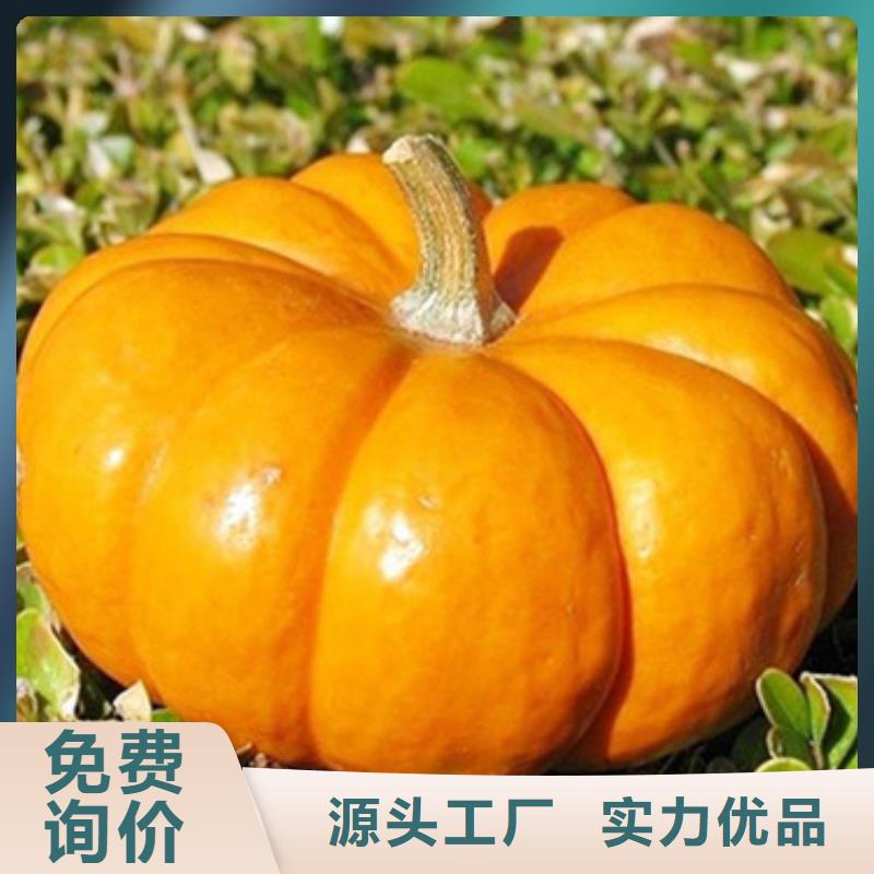 南瓜丁生產(chǎn)廠家