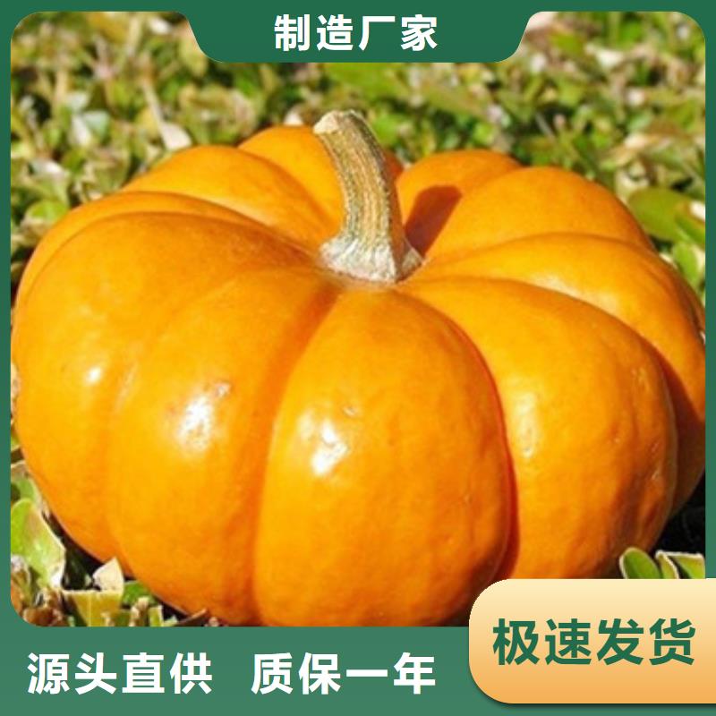 无皮南瓜粒厂家直供