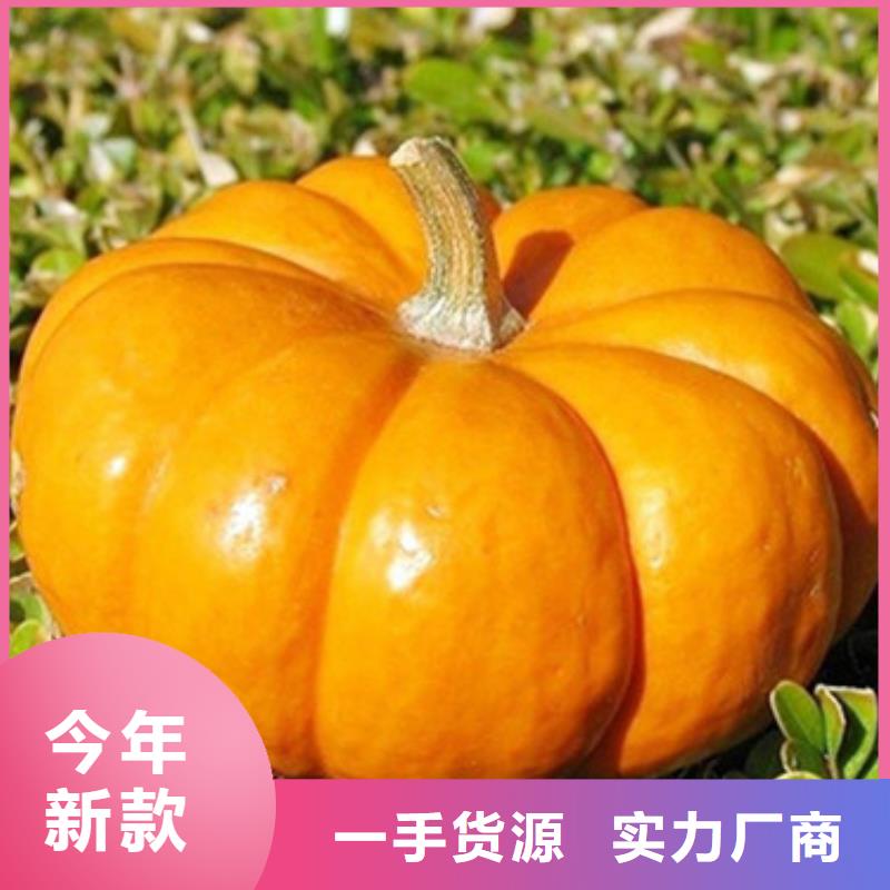 无皮南瓜粒免费拿样