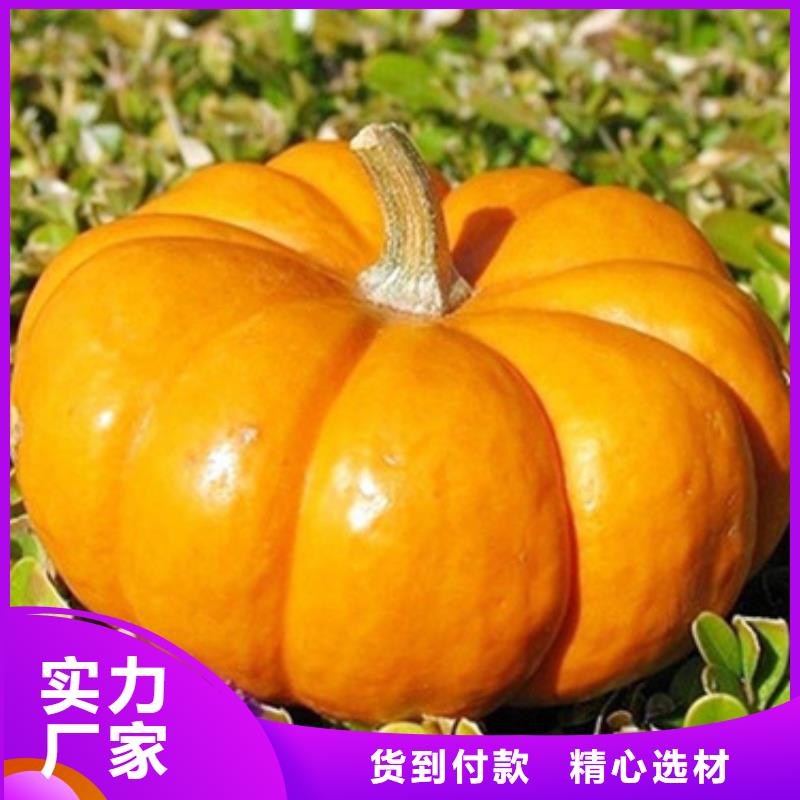 無皮南瓜丁質(zhì)量可靠