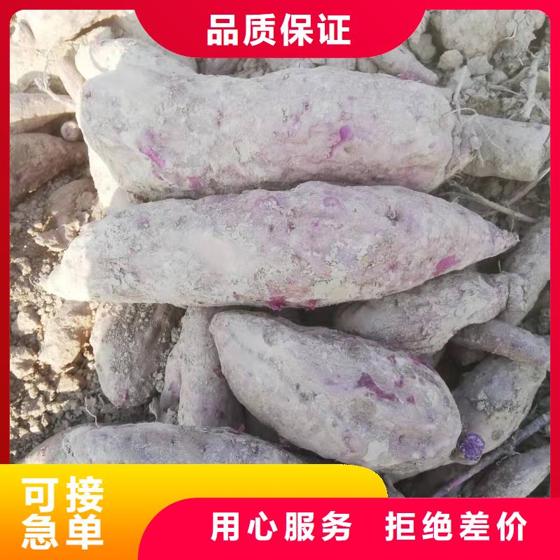 紫薯苗【羽衣甘藍(lán)粉】多年行業(yè)經(jīng)驗(yàn)