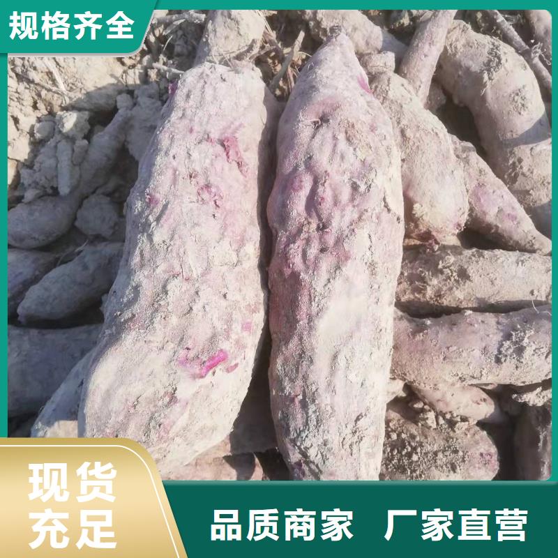 紫薯苗（济黑2号）什么时候种