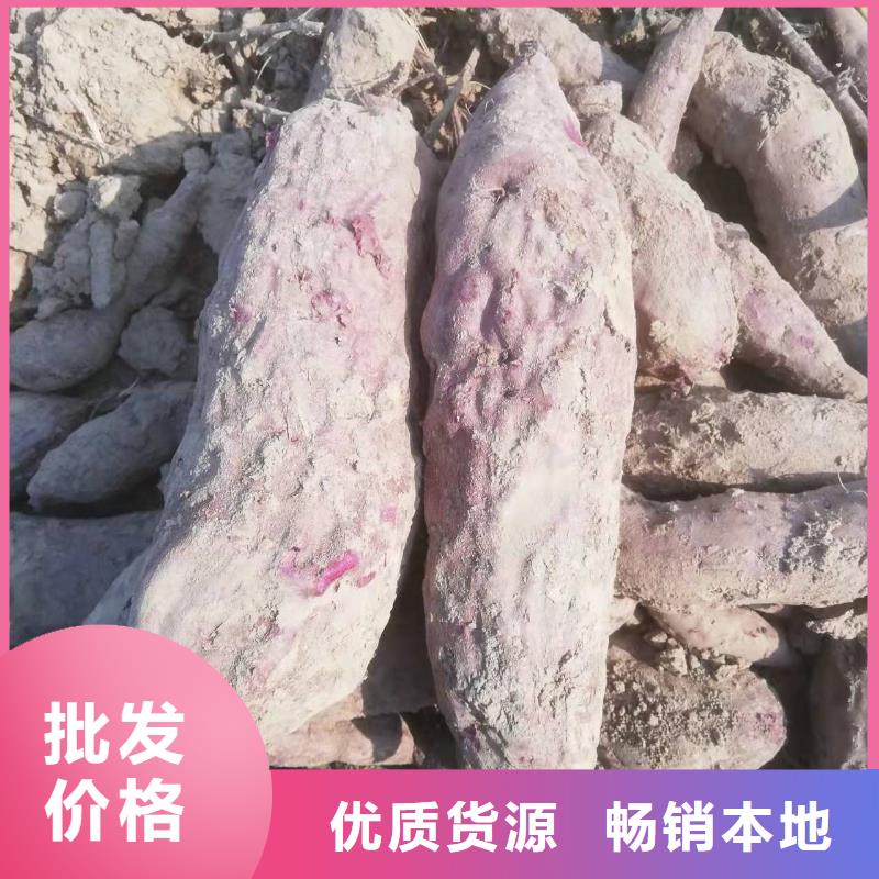 紫薯苗欢迎致电