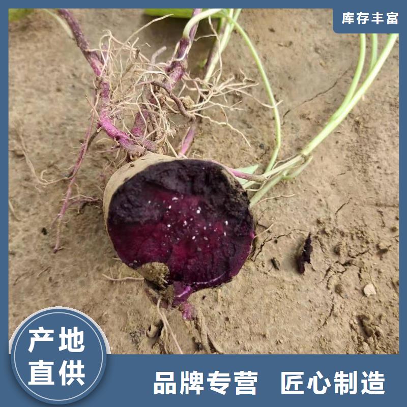 紫薯苗羽衣甘藍(lán)粉技術(shù)先進(jìn)