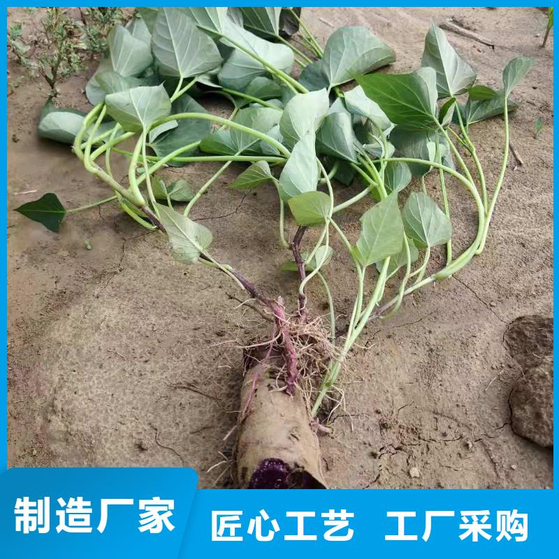 紫薯苗（春薯苗）多年育苗經(jīng)驗(yàn)