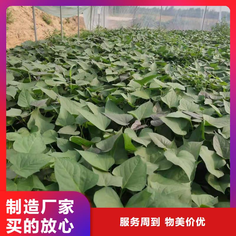 紫薯苗子圖片