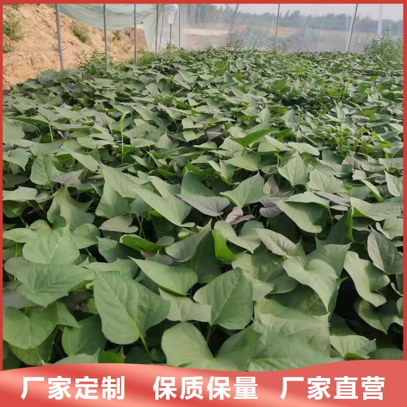 紫薯苗-紫薯粉专业供货品质管控