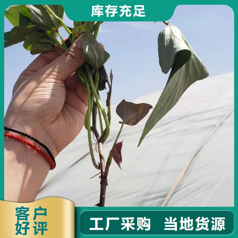 紫薯苗多少钱一棵