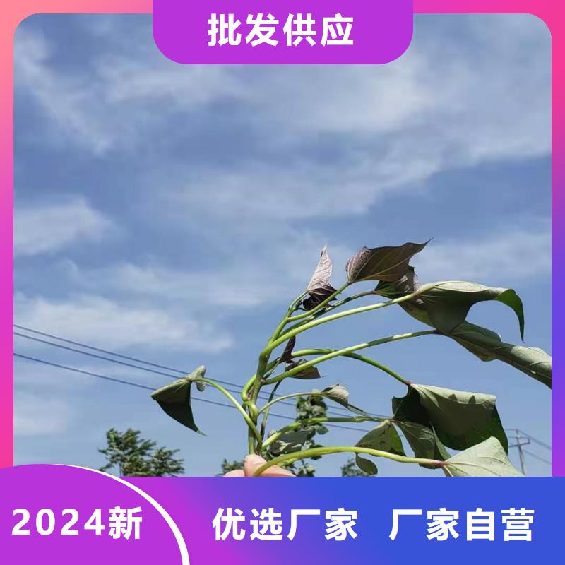 紫薯苗（綾紫）廠家價格是多少
