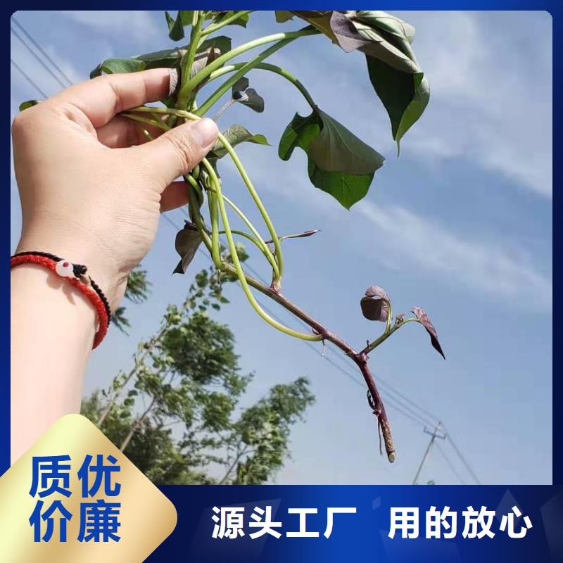 紫薯苗子圖片