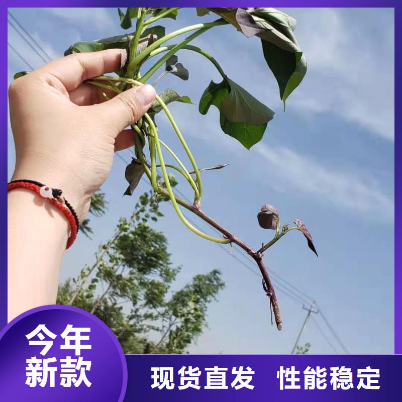 紫地瓜苗子2025新苗上市