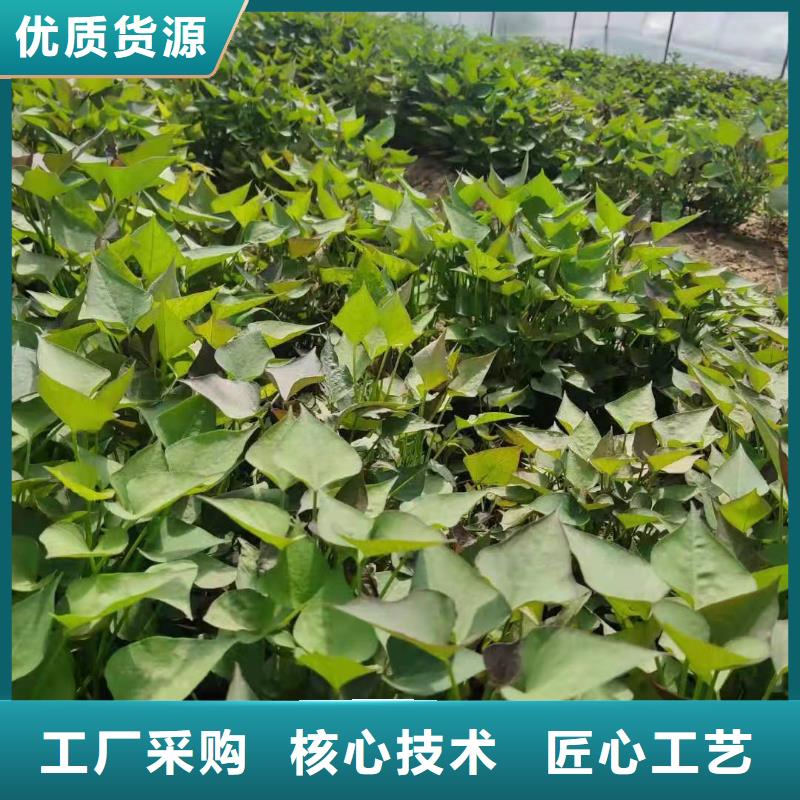 紫薯苗_羽衣甘蓝粉客户好评