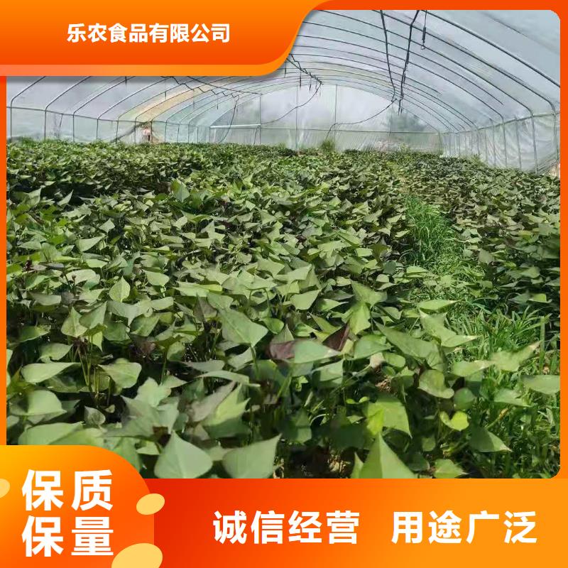 紫薯苗（綾紫）廠家價格是多少