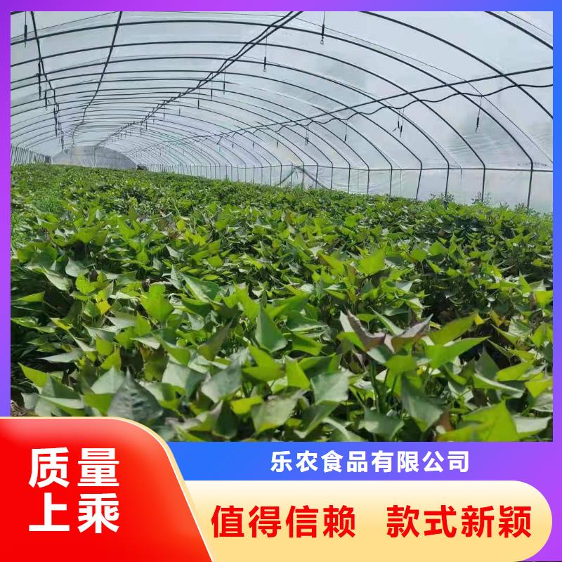 紫薯苗【羽衣甘藍(lán)粉】多年行業(yè)經(jīng)驗(yàn)