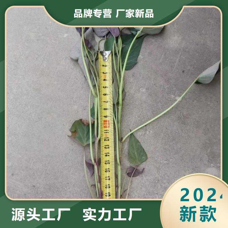 紫薯苗源头厂家