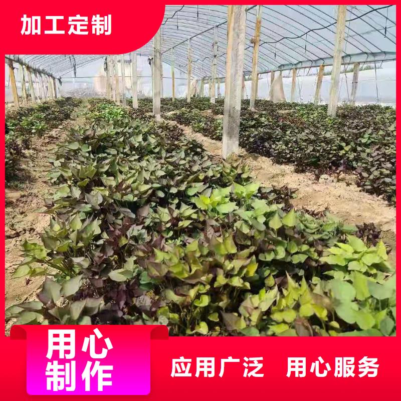 紫薯苗,南瓜丁厂家用心制作
