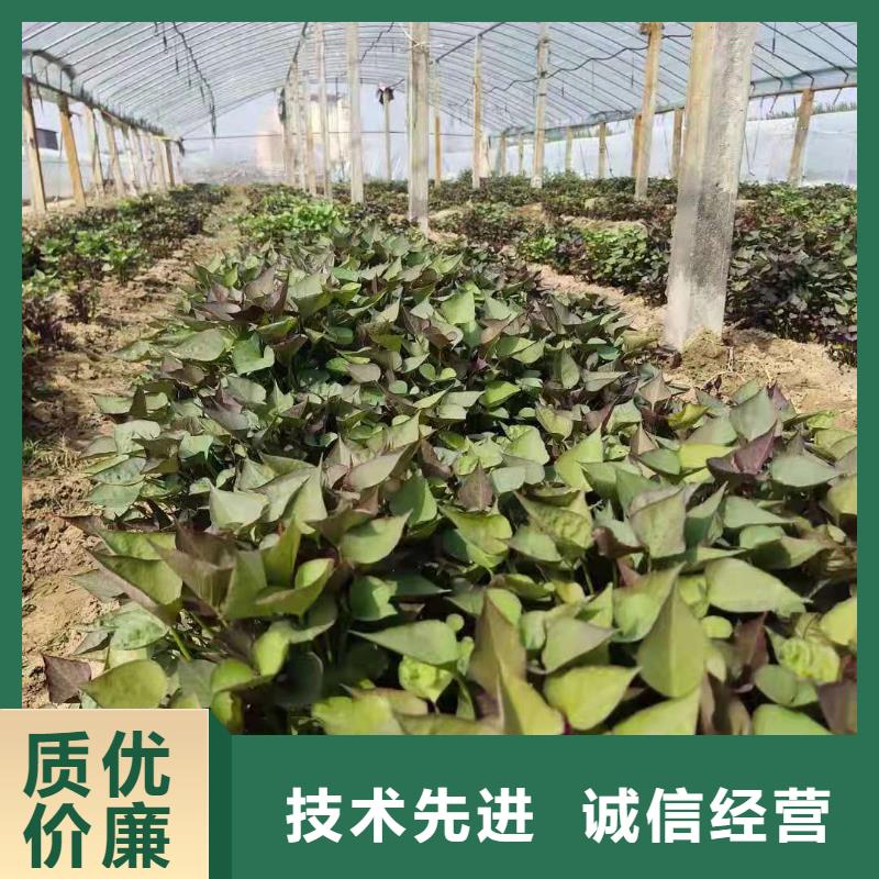 紫薯苗（济黑2号）什么时候种