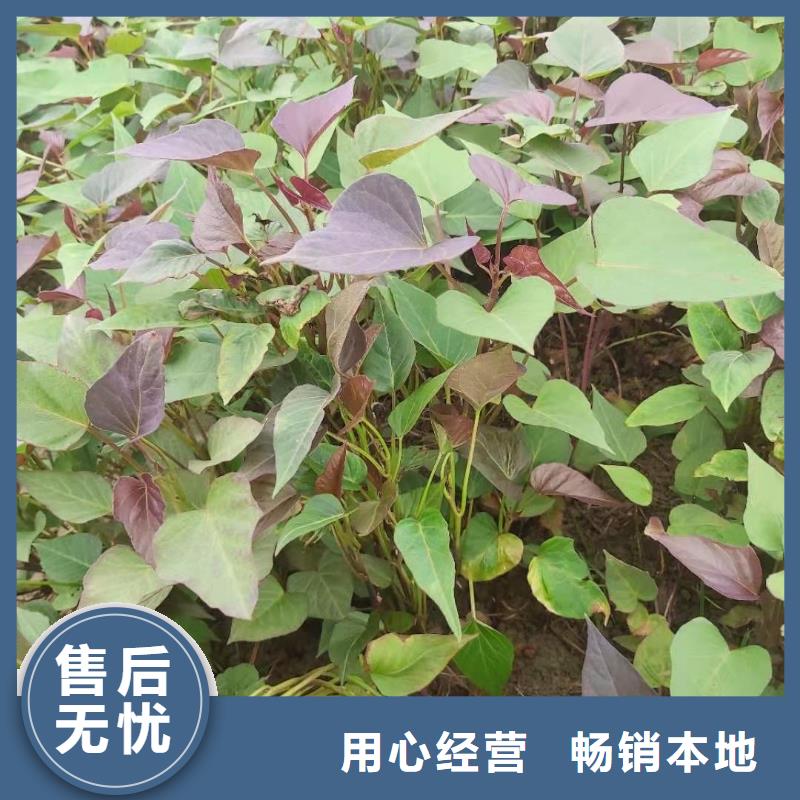 紫薯苗种植方法