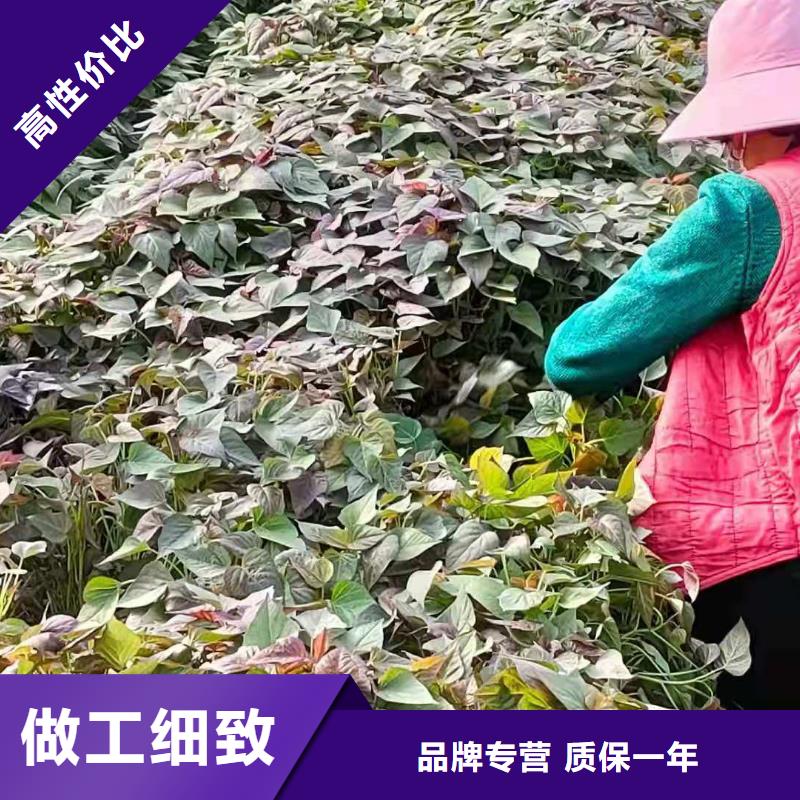 紫薯苗（綾紫）廠家價格是多少