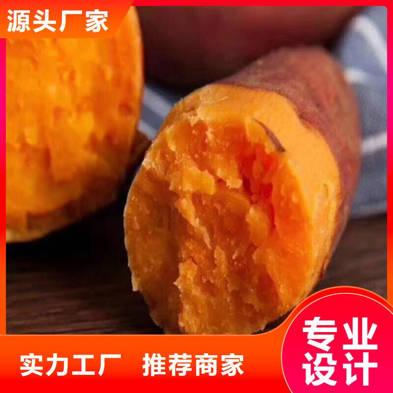 紫地瓜苗子2025新苗上市