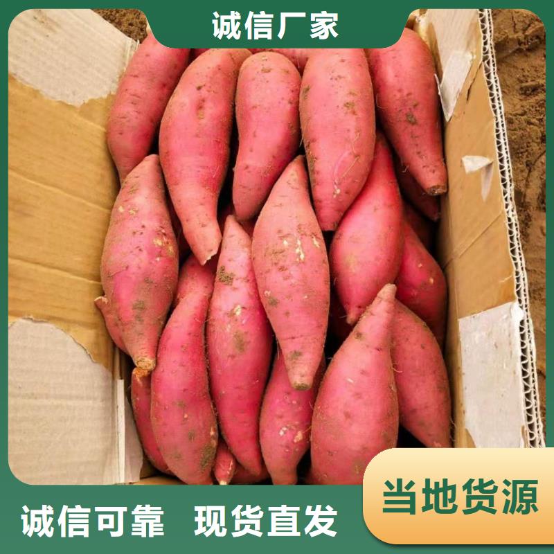 紫薯苗（綾紫）廠家價格是多少