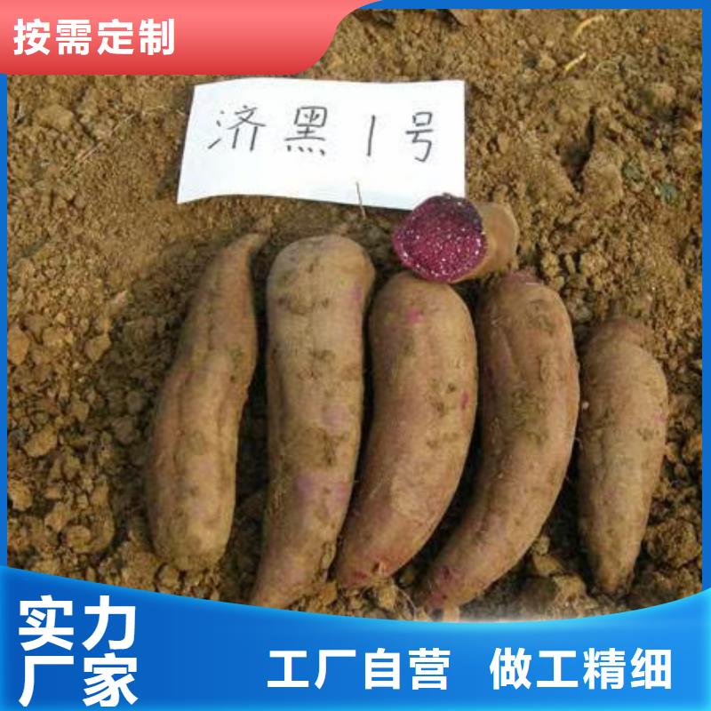 紫地瓜苗子2025新苗上市