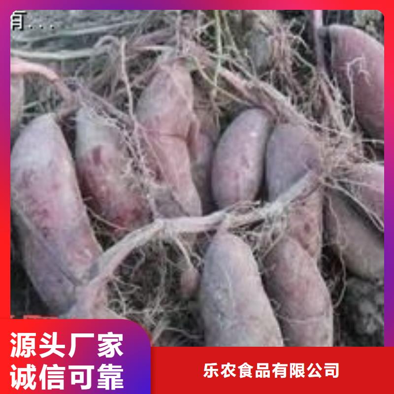 紫薯苗子销售