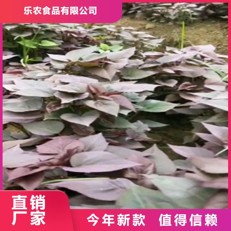 紫薯苗子圖片