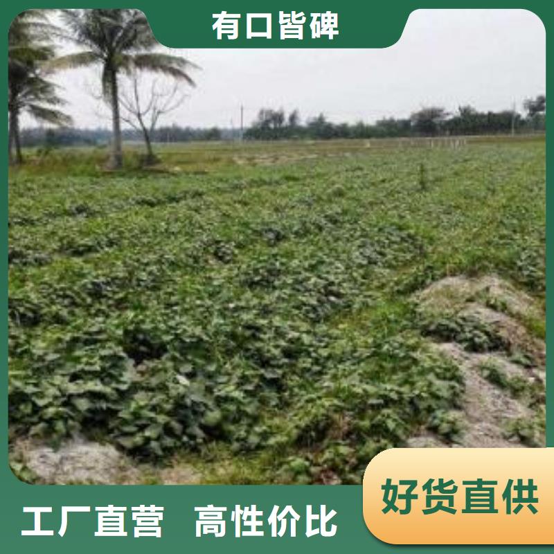 鲜食型紫薯苗种植基地